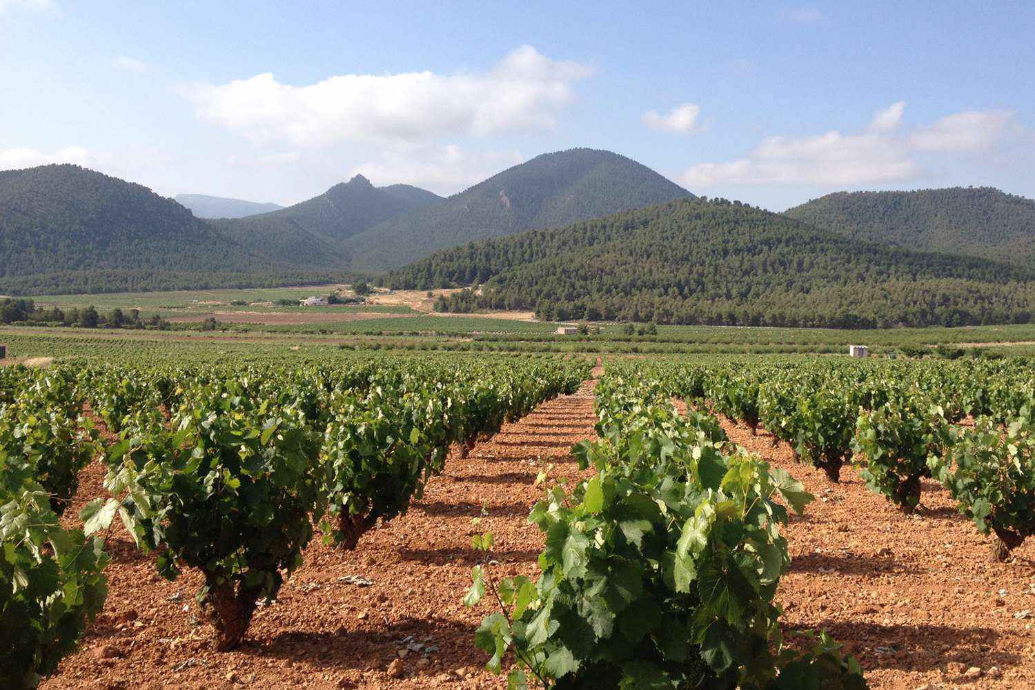 Wine Routes in Murcia and Jumilla. Information on Murcia wine region