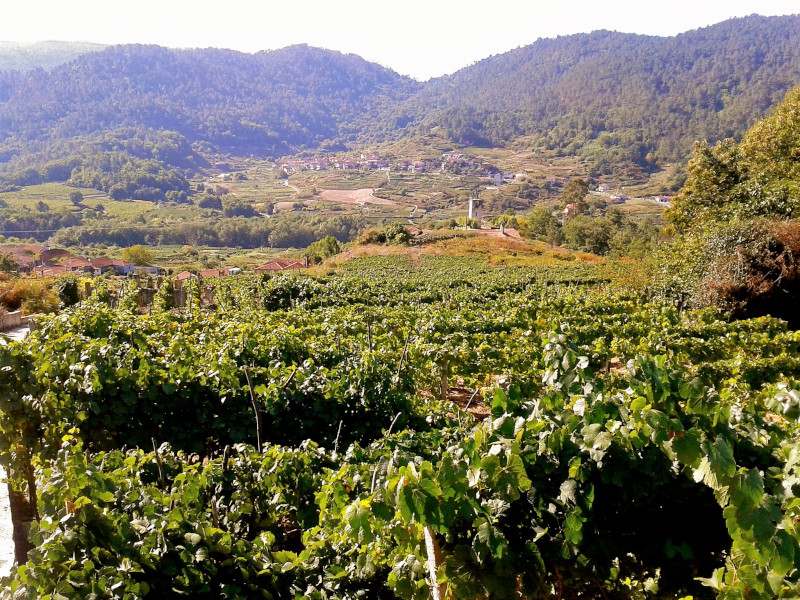 Vineyard in Galicia Spain