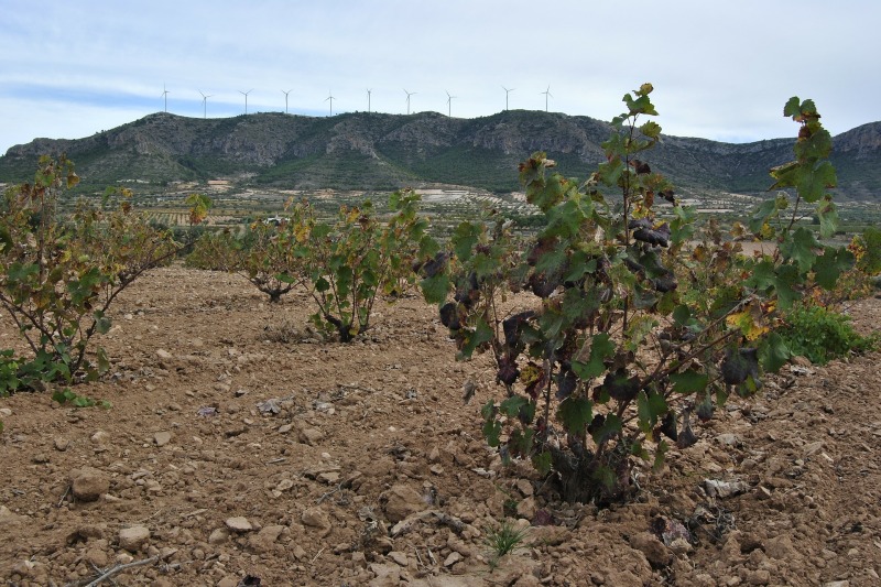 Vineyard in the wine region of Jumilla in Murcia, Spain
