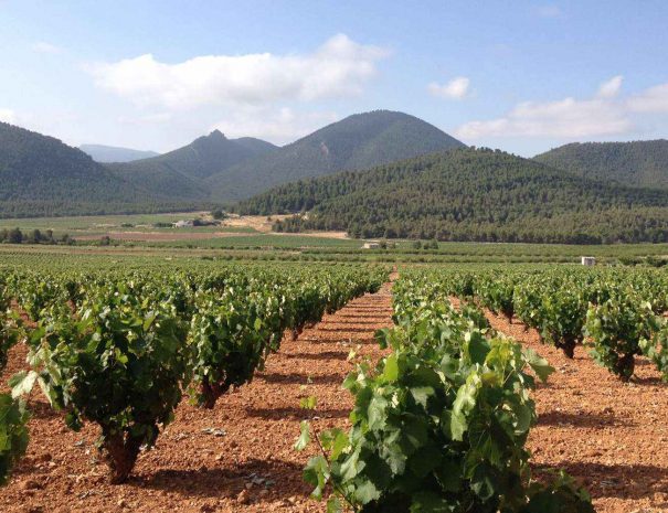 Vineyard in Murcia wine region