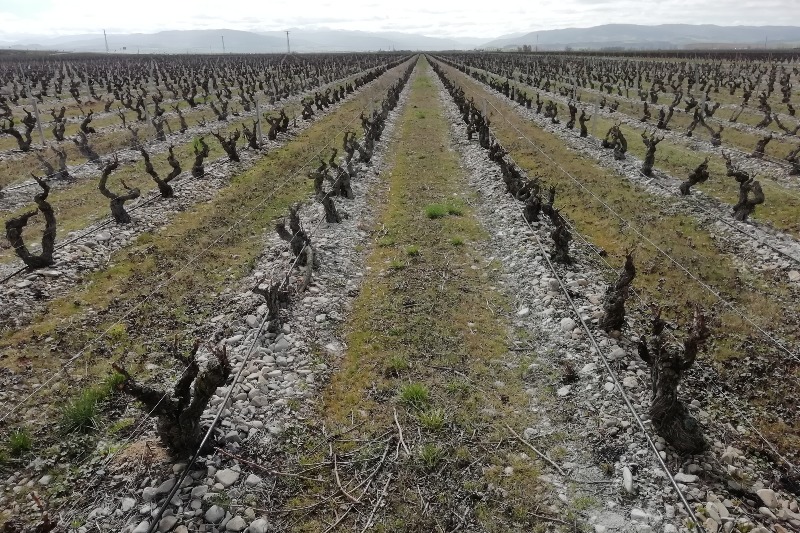 Vineyard in Rioja in winter