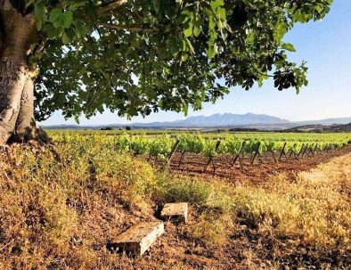 Landscape of vineyards in Penedes