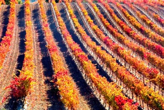Colorful Rioja vineyards