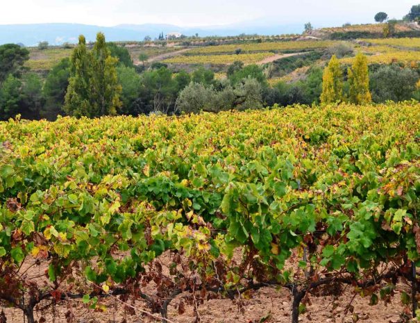 Vineyard near Barcelona