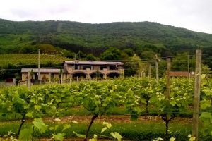 Vineyards near San Sebastian in North Spain