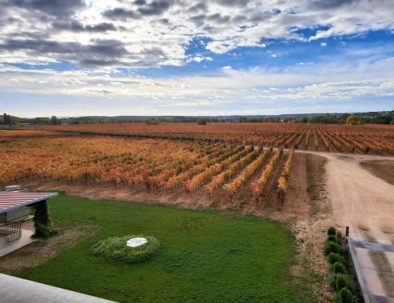 Beautiful vineyards in Ribera del Duero
