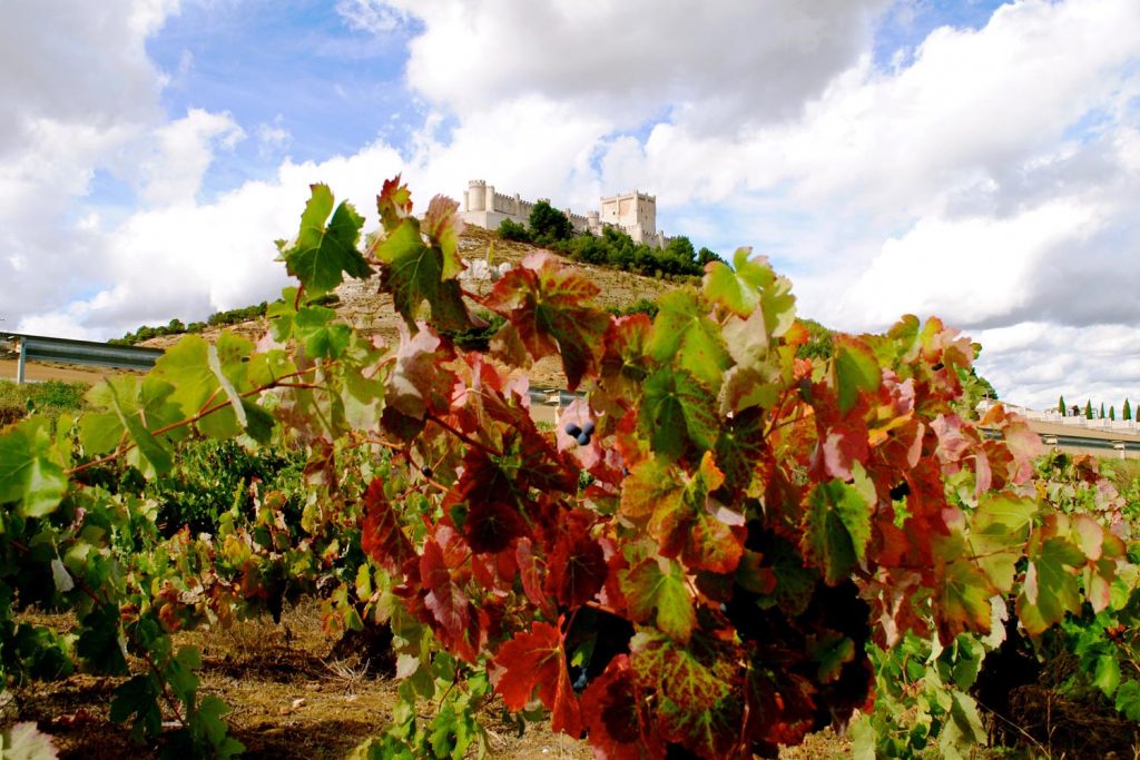 Ribera del Duero wine region