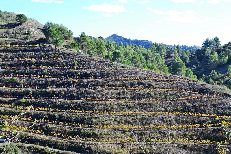 Priorat vineyard terraces