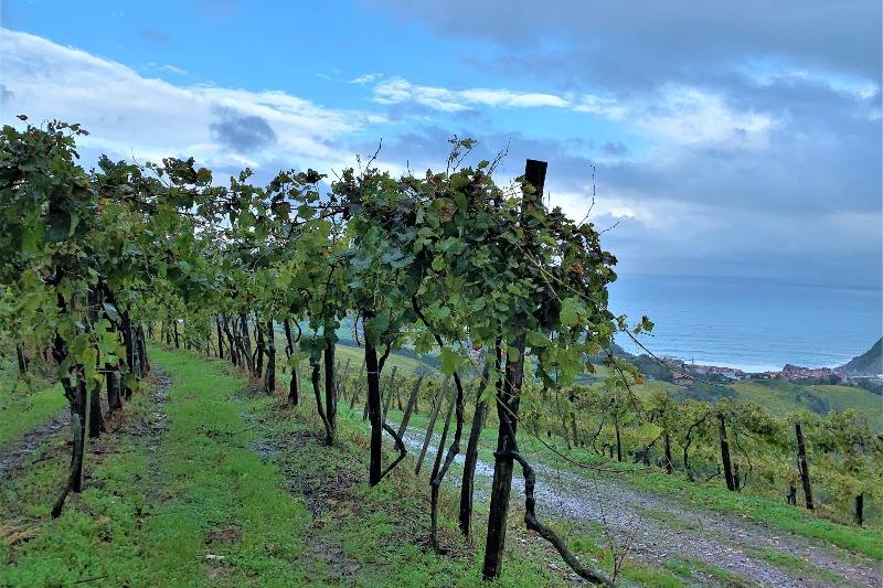 Vineyard in Getaria