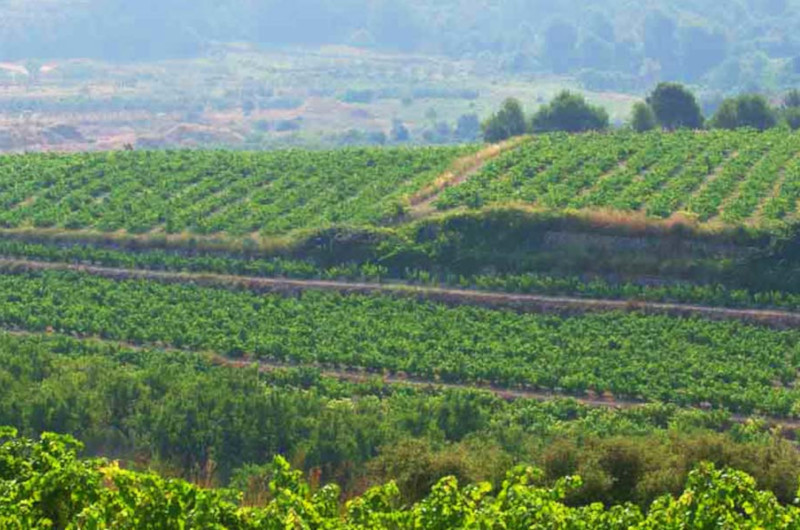 Alicante vineyards landscape