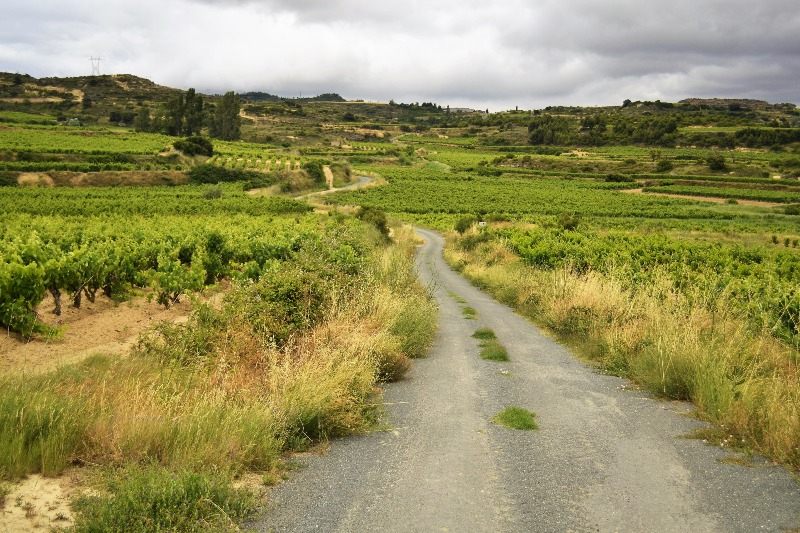 Path amongst vineyards in Rioja