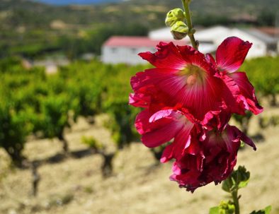 A flower next to a vineyard in Rioja