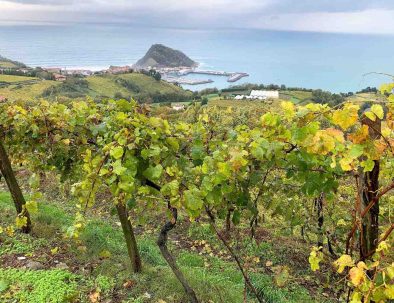 Vineyards of txacoli in Getaria