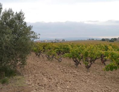 Vineyard near Barcelona