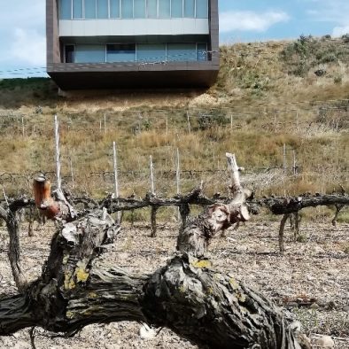 Modern winery architecture next to an old vine in Rioja