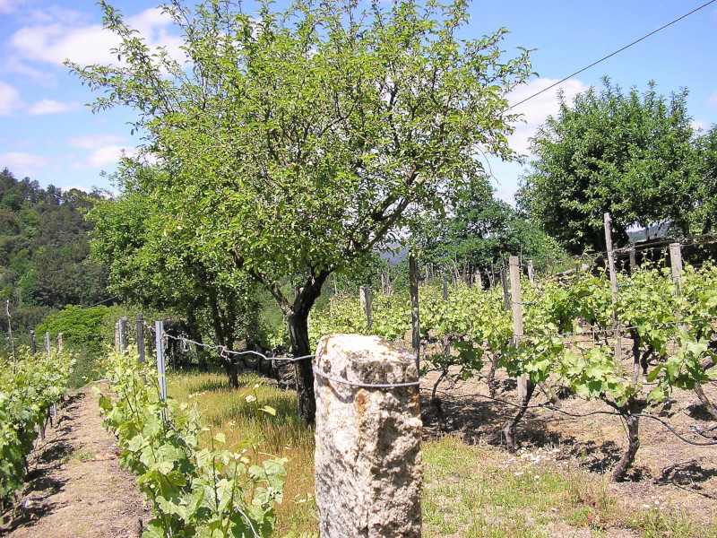Vineyards planted high in Spain