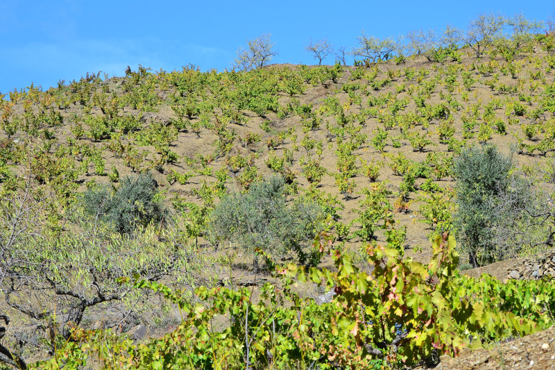 New vineyard planted in Catalonia