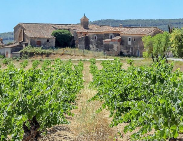 Vineyard lanscape near Barcelona