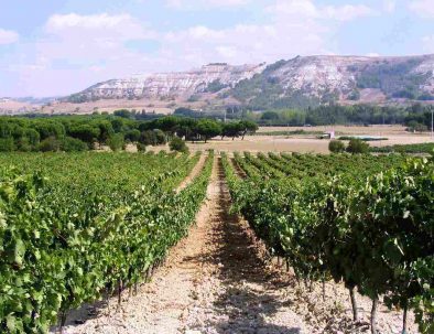 Vineyards Curiel de Duero
