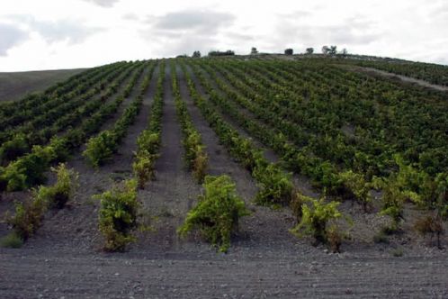 vineyard landscape ribera del duero