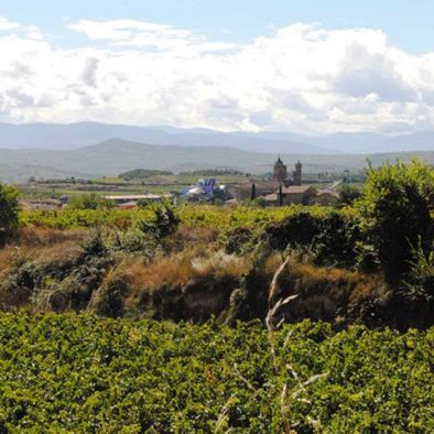Vineyards near Elciego
