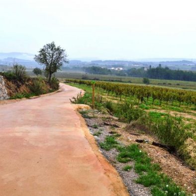 penedes wine trail 1