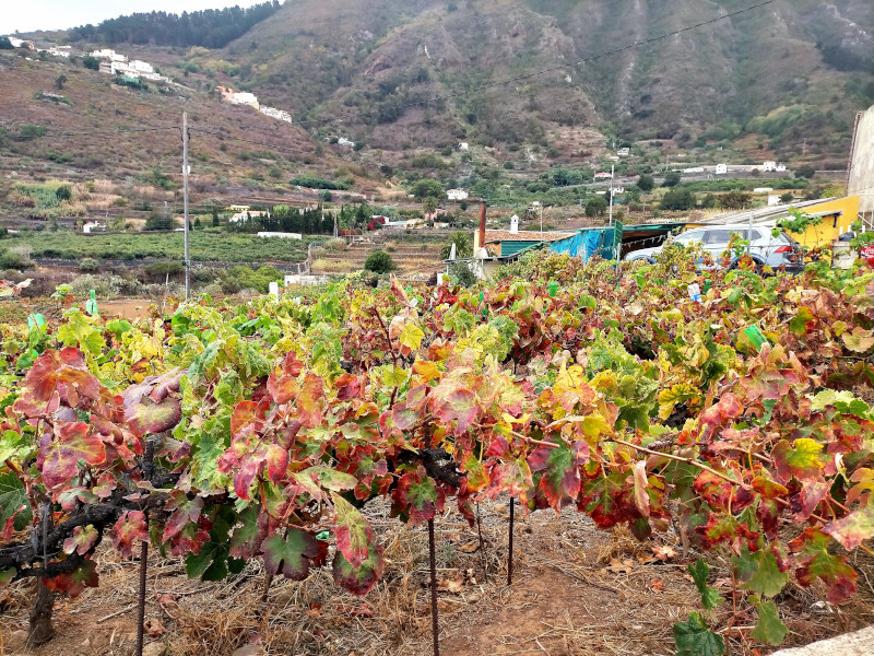 Vineyard near a Guachinche in Tenerife