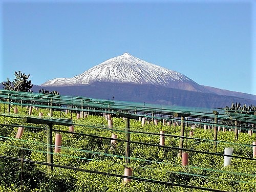 Beutiful Teide and vineyards