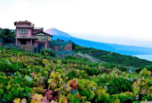 Winery in Tenerife with vineyards and Teide mountain