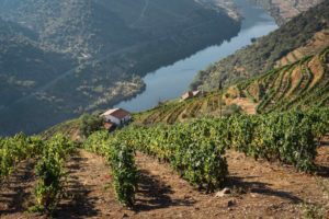 Douro valley wine tour